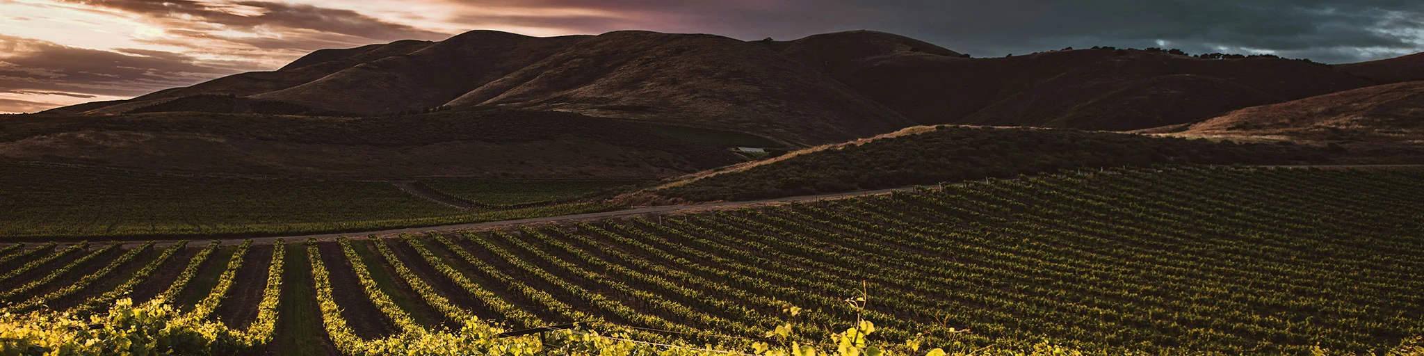 Wine Country vineyard at sunset